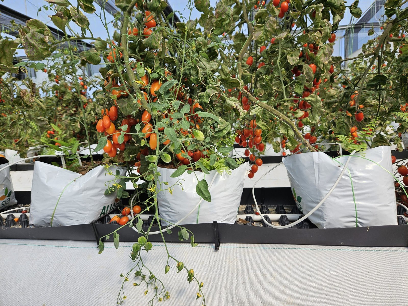 tomato grow bags