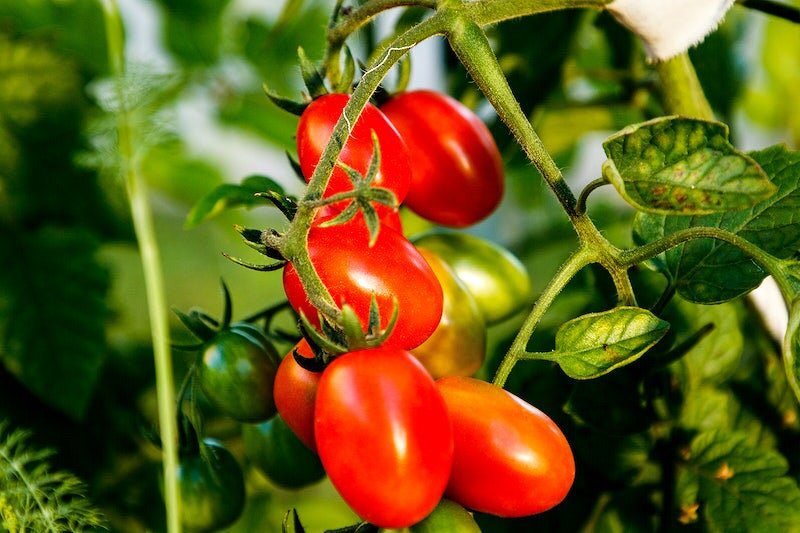 Tomato Plants