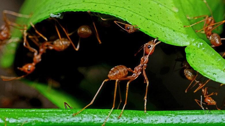 Get Rid of Ants - Gardeners and Homeowners