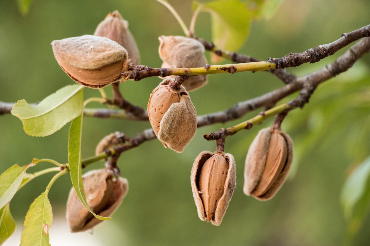 Almond Trees