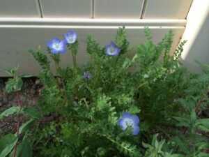 Baby Blue Eyes (Nemophila menziesii)