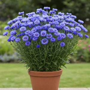 Cornflower