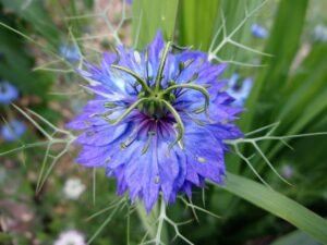 Bachelor Buttons (Centaurea cyanus)