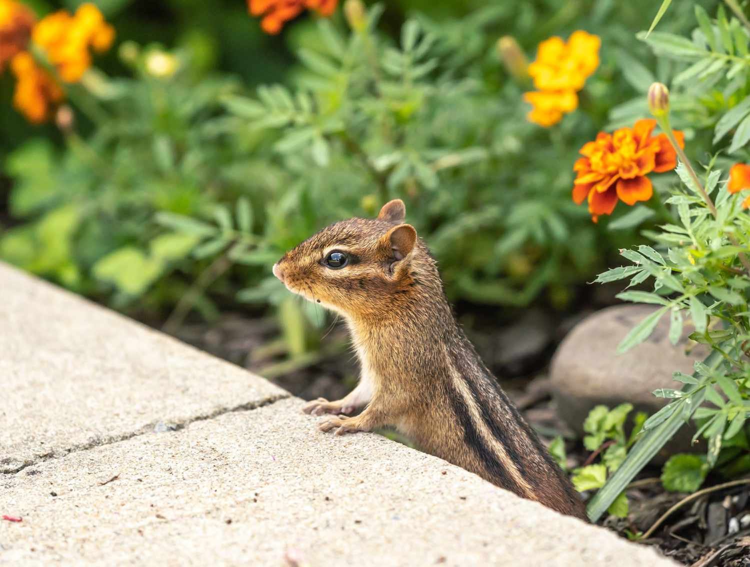 how to get rid of chipmunks