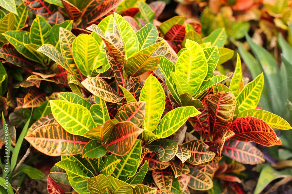 croton plant care