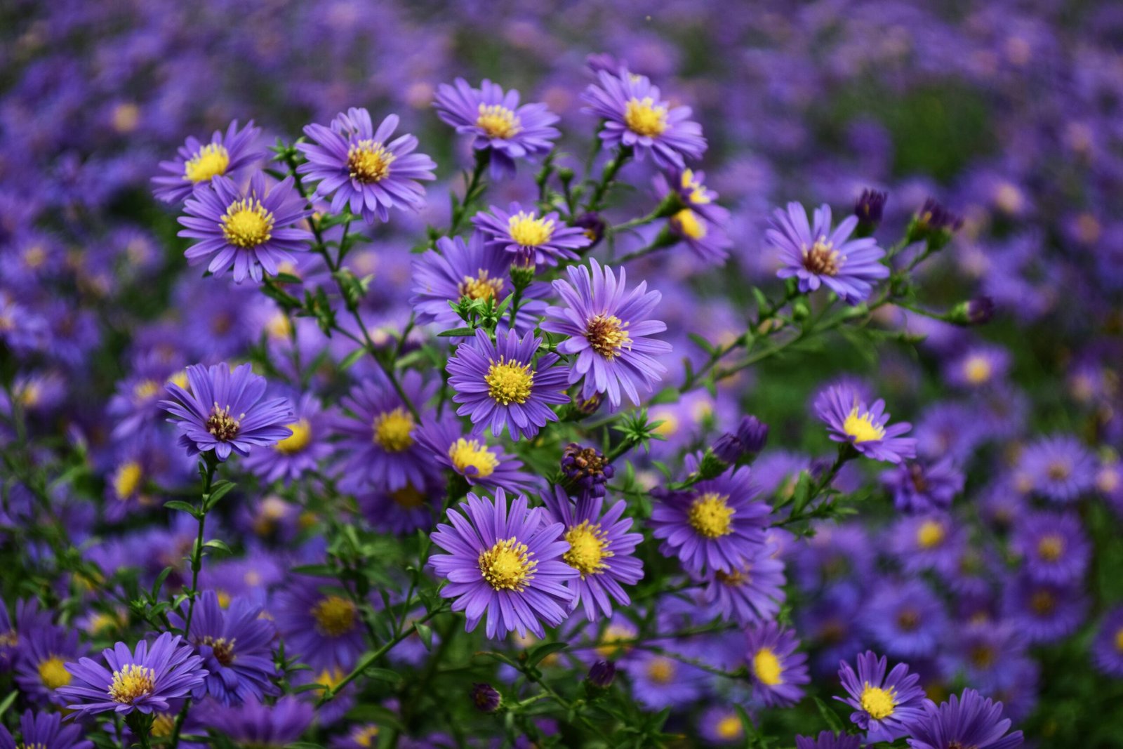 Aster Flower