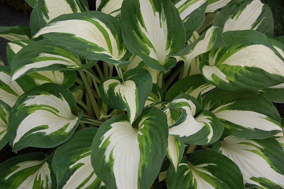 Hosta Plant
