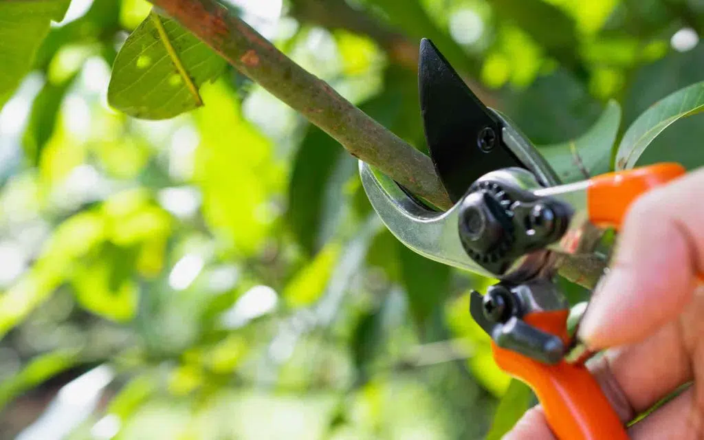 pruning shears