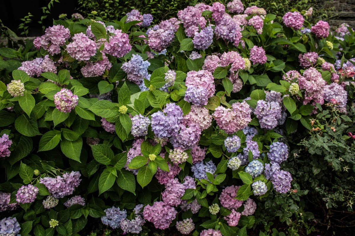 Hydrangea Care – Your Complete Guide to Healthy, Colorful Blooms