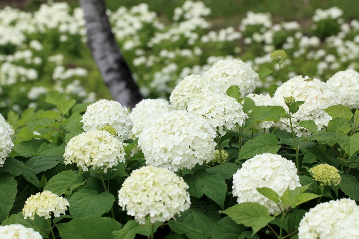 viburnum