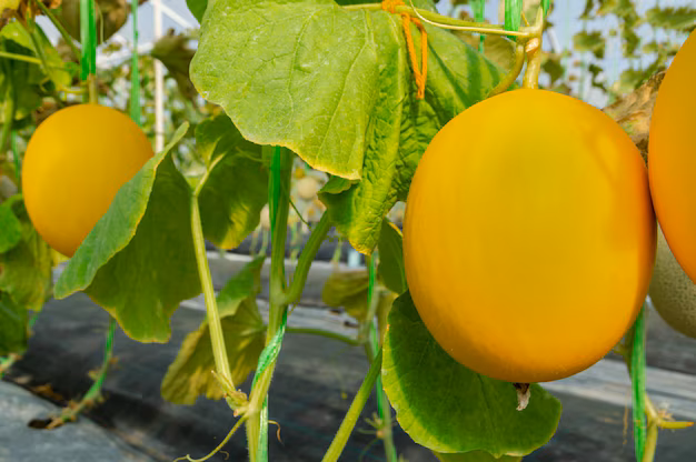 canary melon
