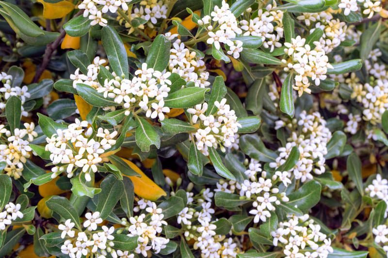 pittosporum