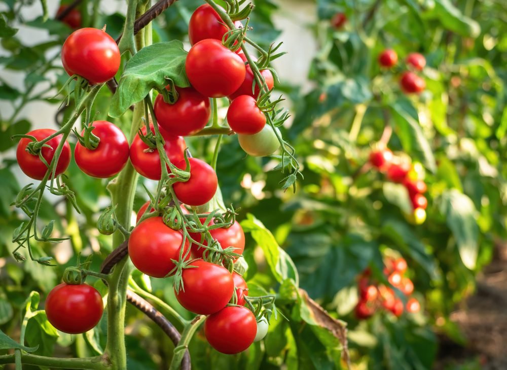 tomato companion plants